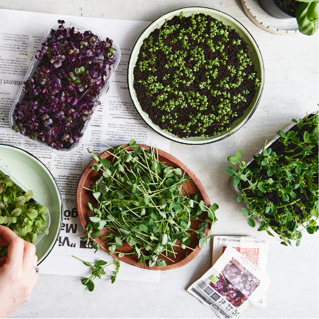 Microgreens Superfood