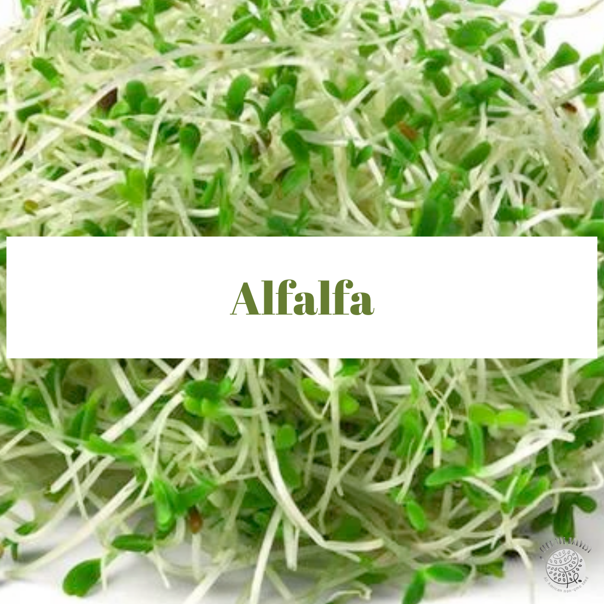 Organic Alfalfa Seeds