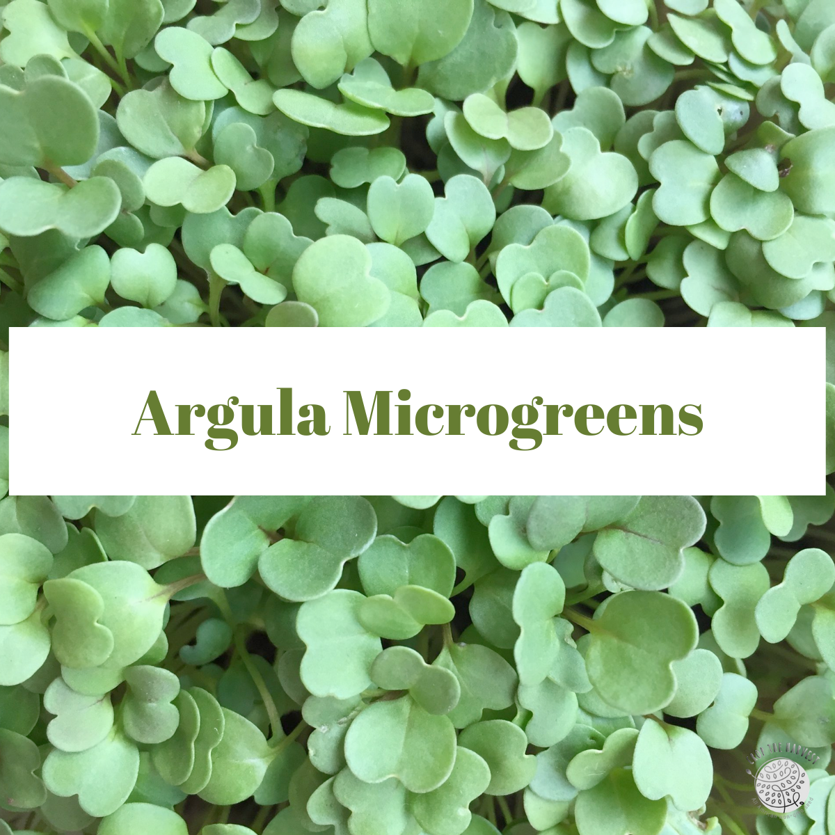 Organic Arugula Microgreen Seeds