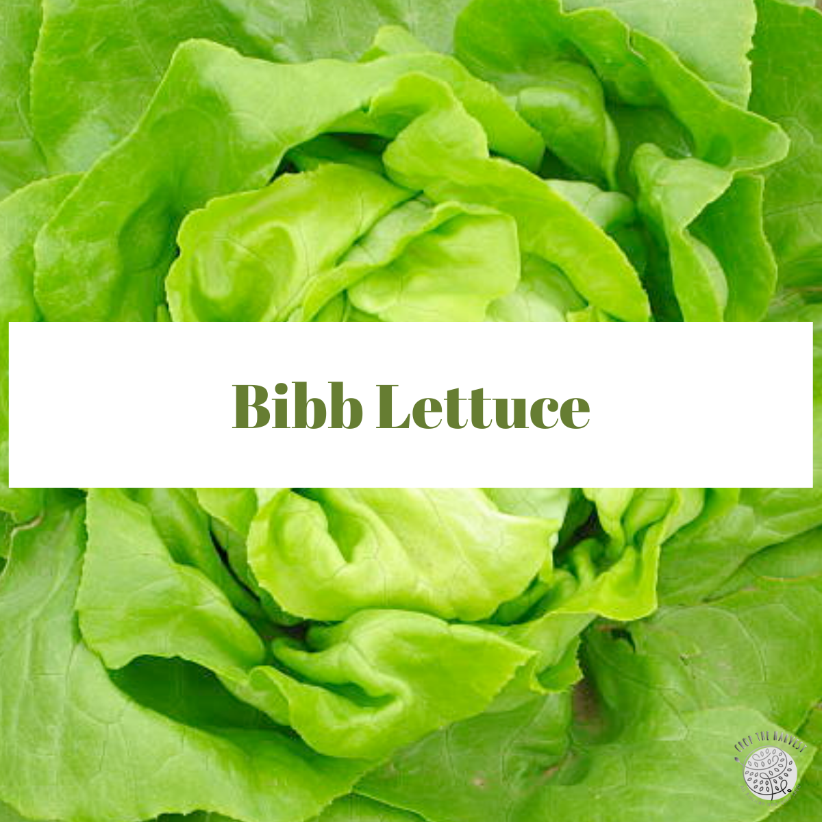 Organic Bibb Lettuce