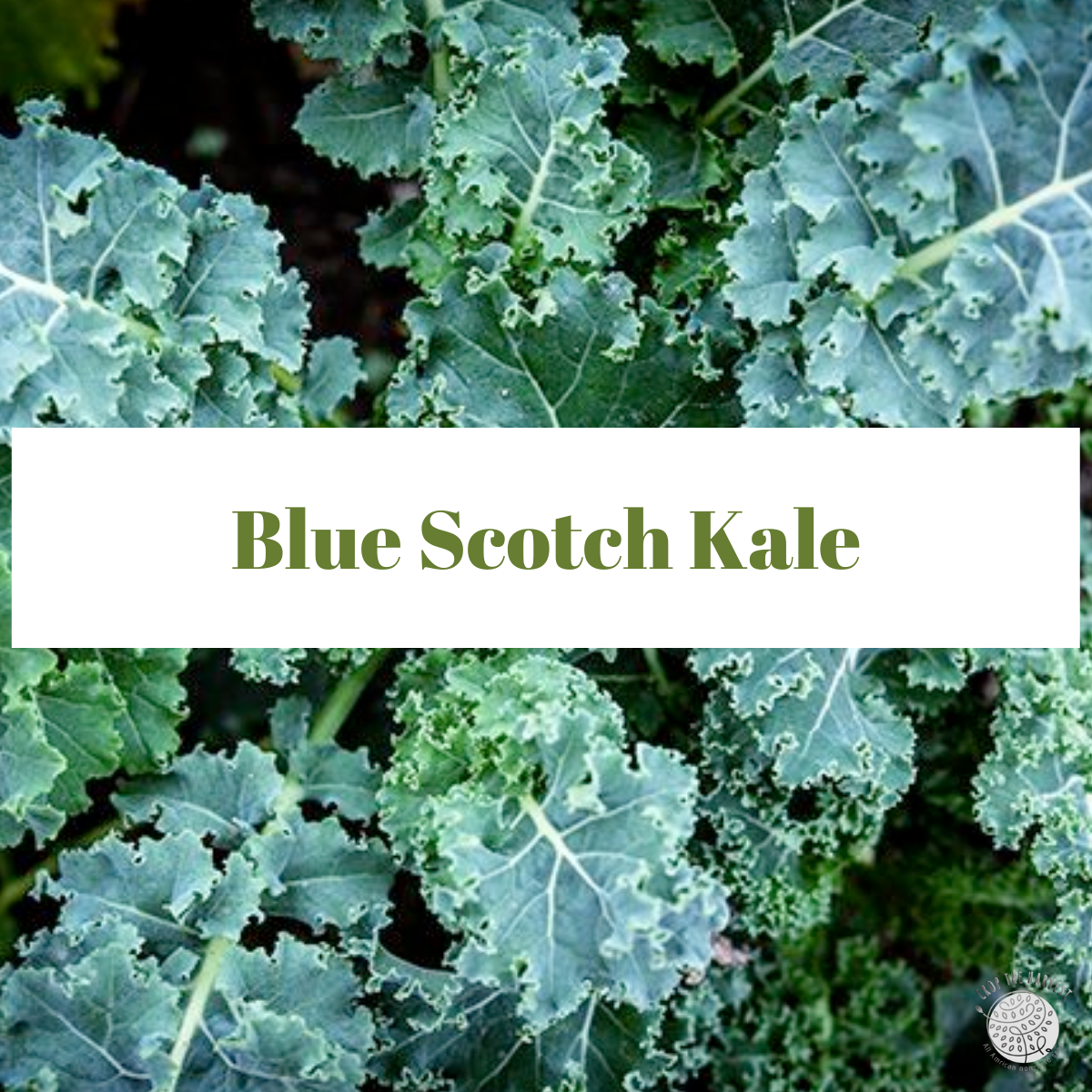 Organic Blue Scotch Kale Seeds