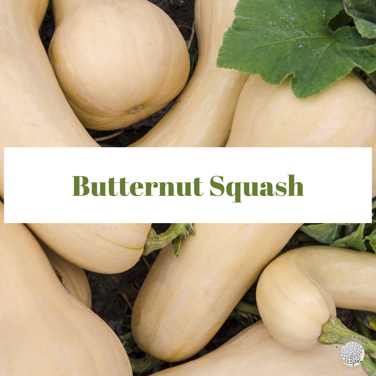 Organic Butternut Squash Seeds