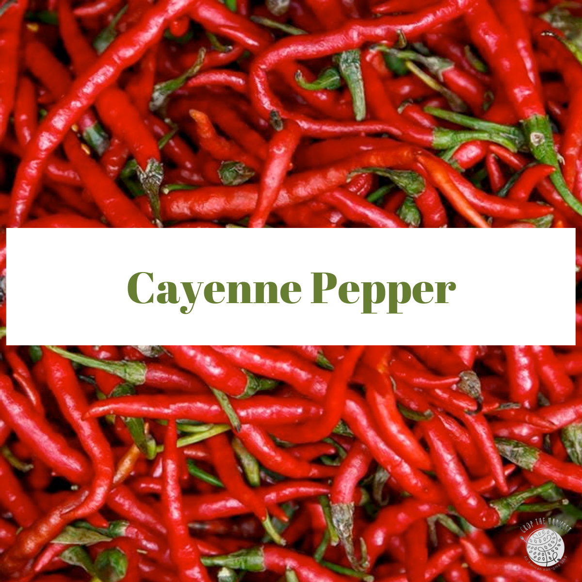 Organic Cayenne Pepper Seeds