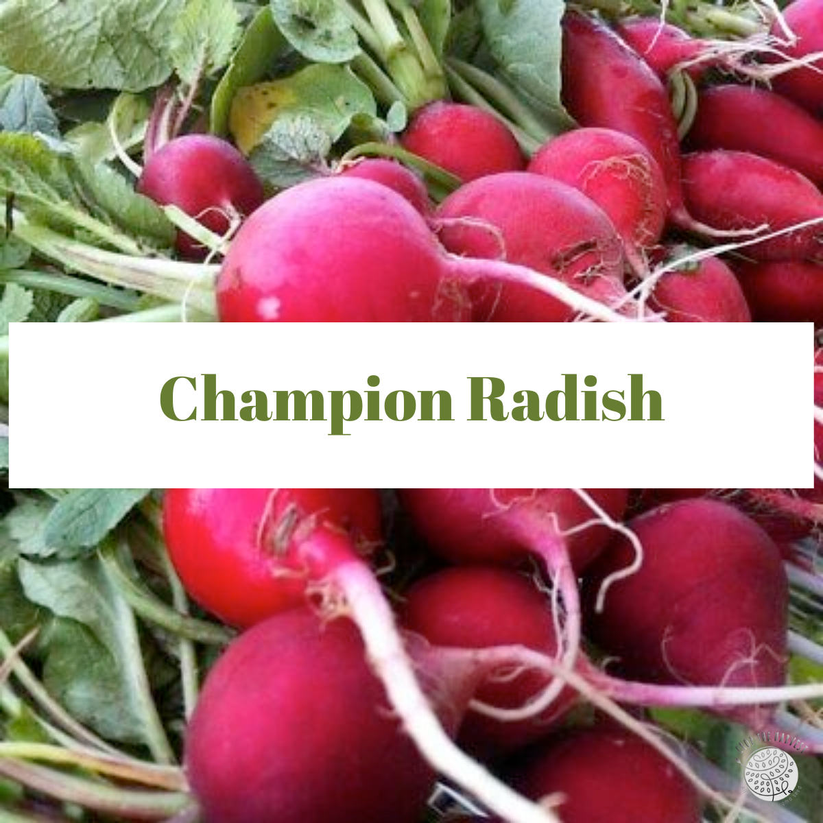 Organic Champion Radish Seeds