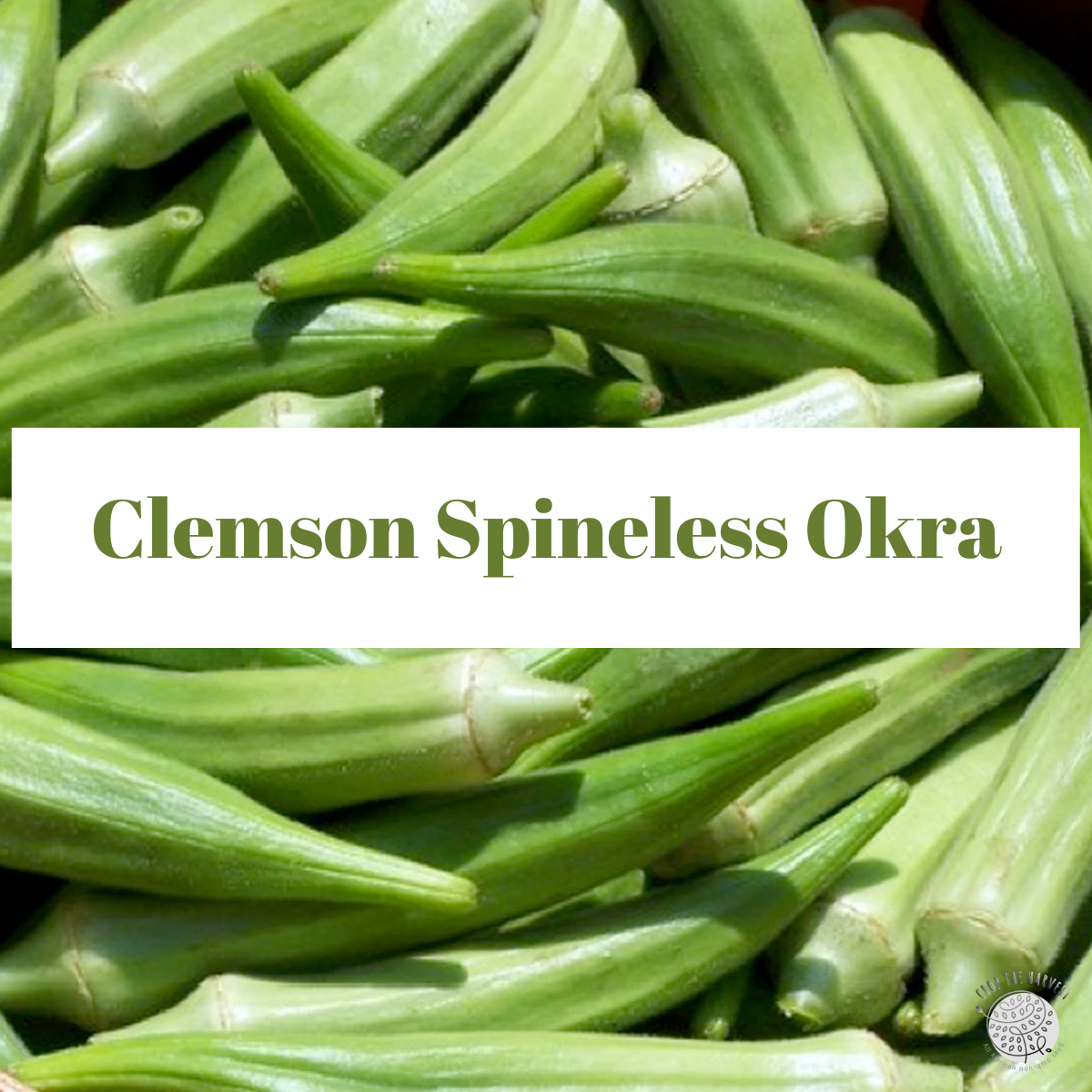 Organic Clemson Spineless Okra Seeds