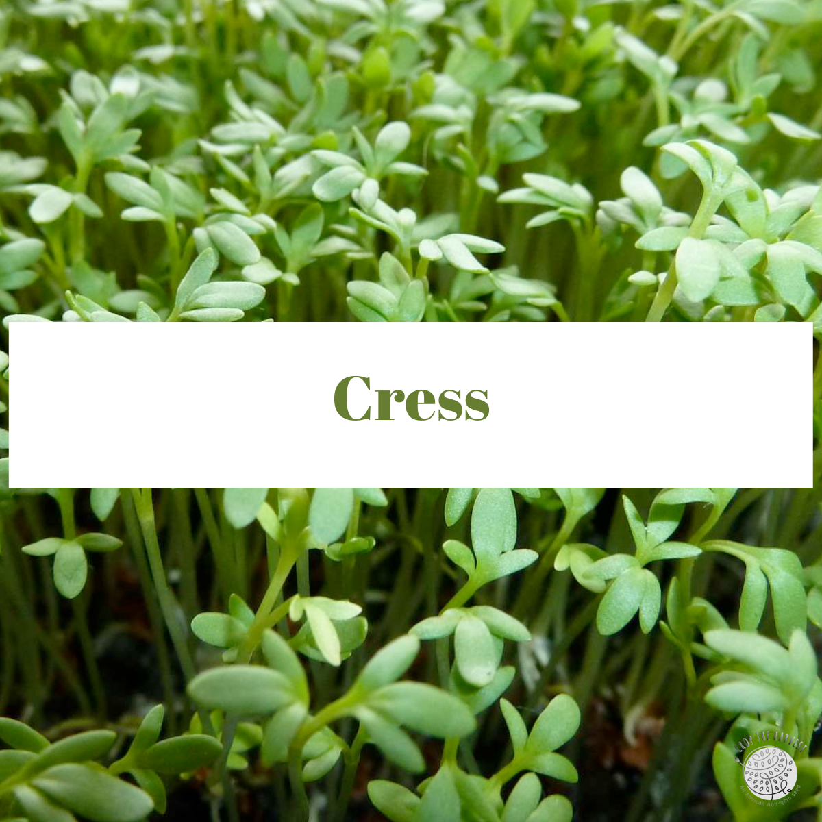 Organic Cress Seeds