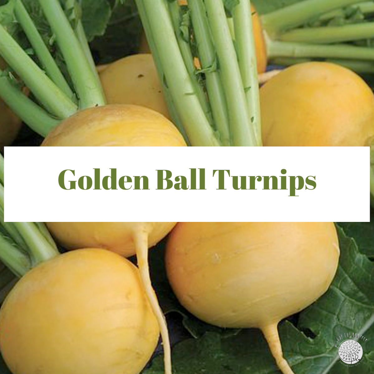 Organic Golden Ball Turnips