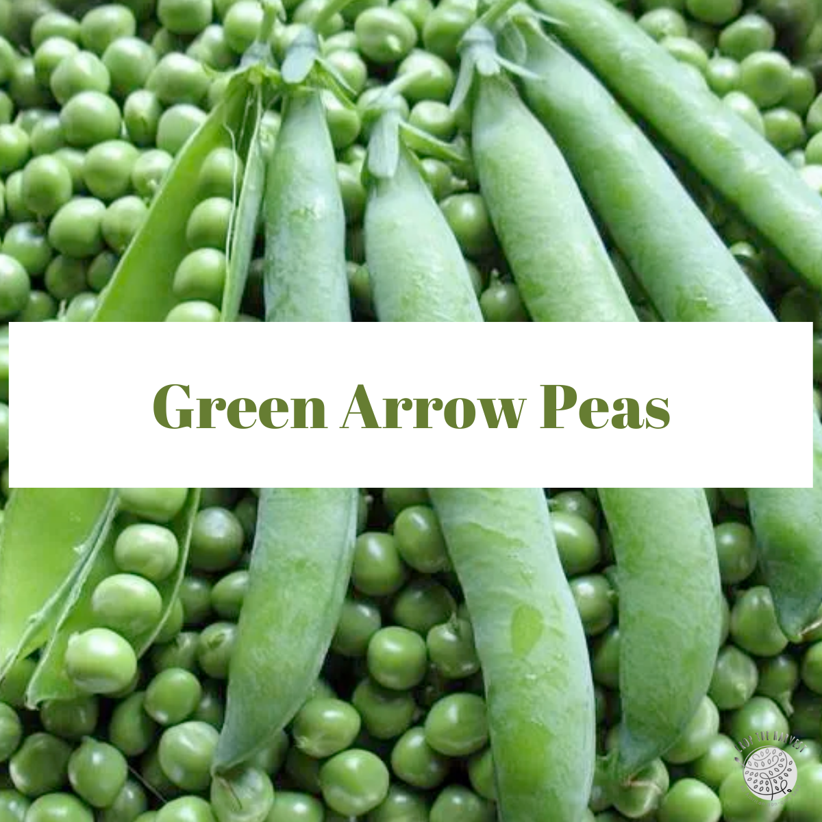 Organic Green Arrow Pea Seeds