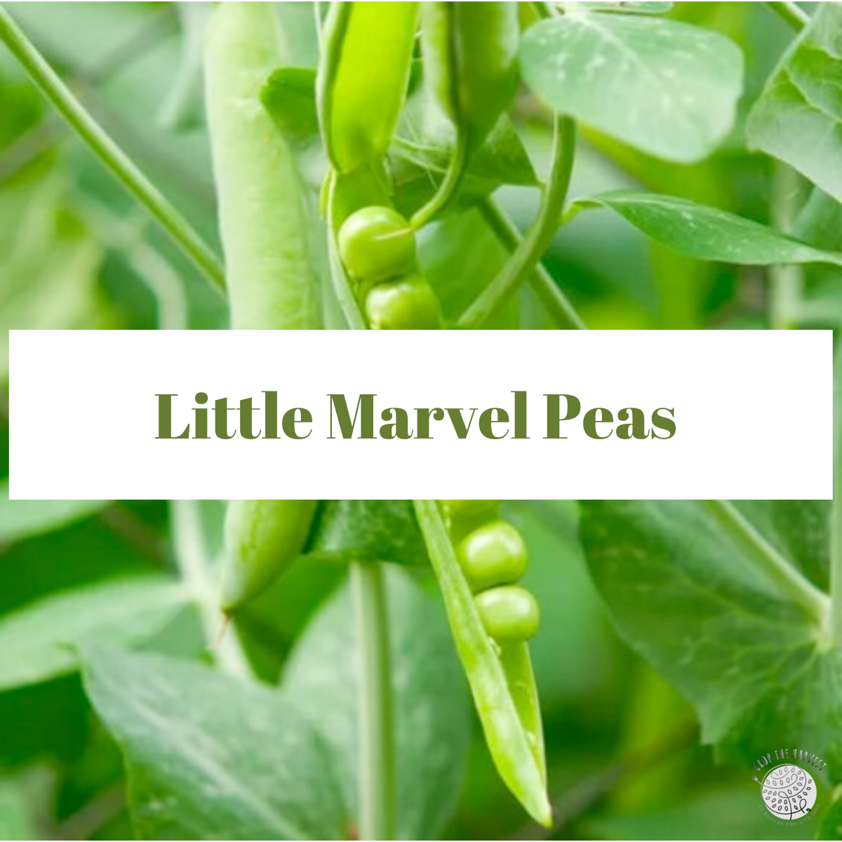 Organic Little Marvel Peas