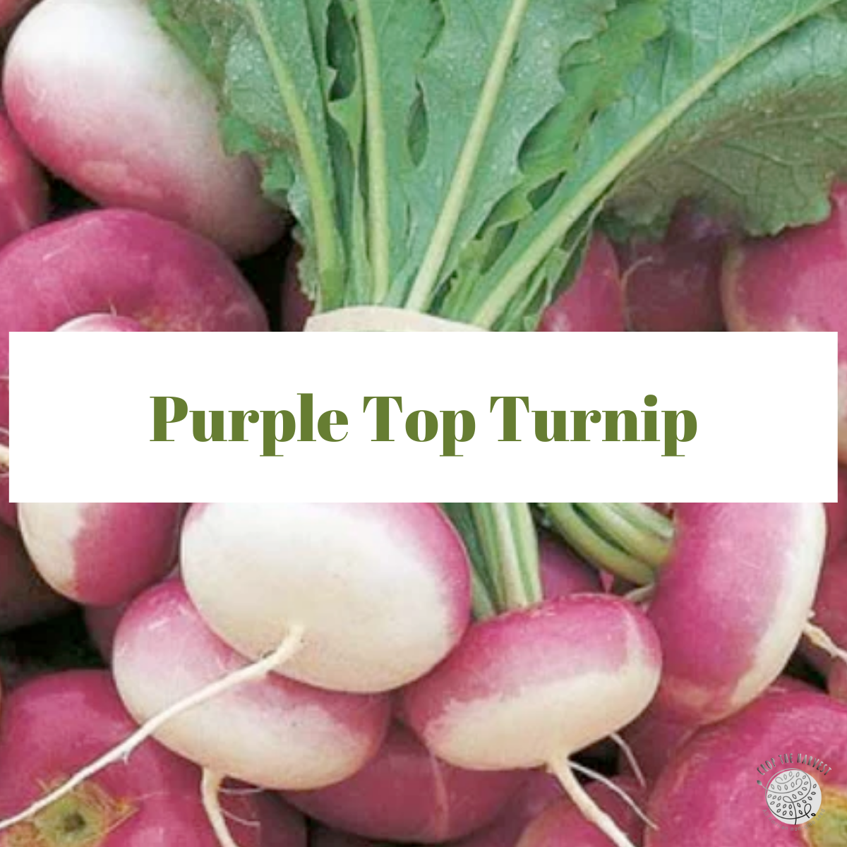 Organic Purple Top Turnip Seeds