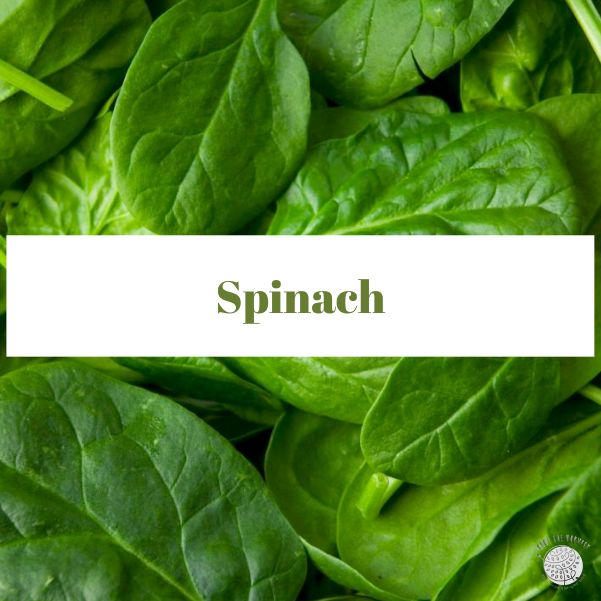 Organic Spinach Seeds