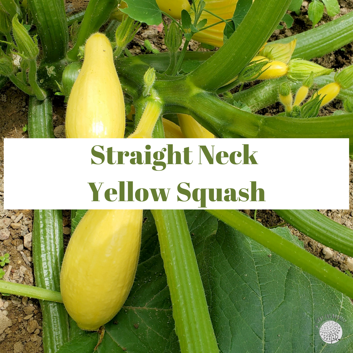 Organic Straight Neck Yellow Squash Seeds