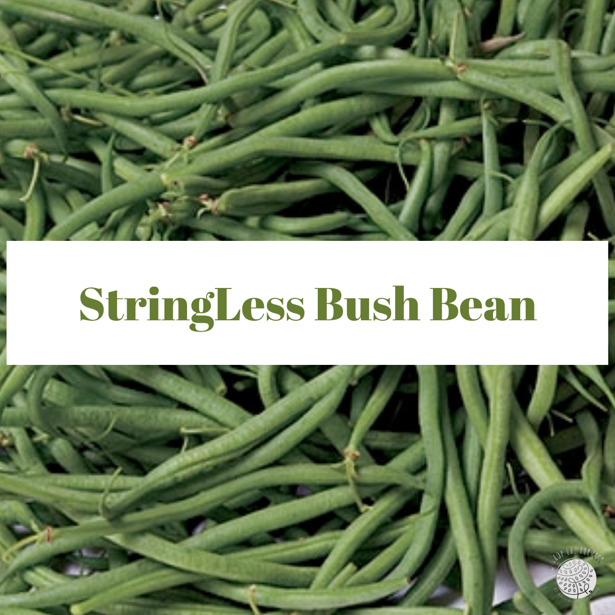 Organic Landreth String-Less Bush Bean